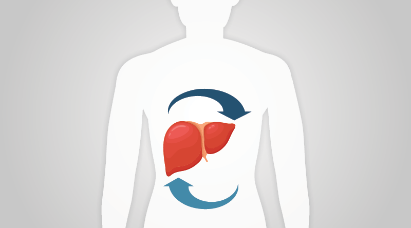 ccb-lebertransplantation2